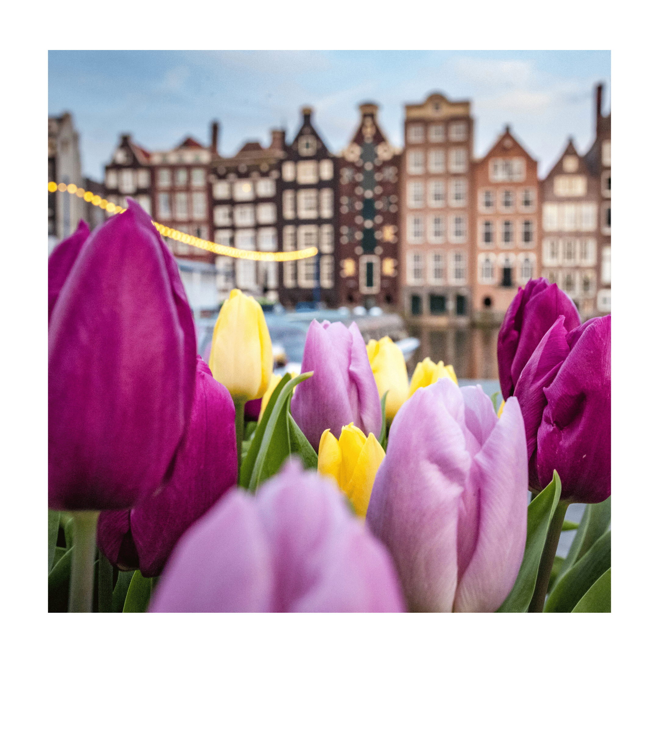 Tulipes et ville au bord du canal - voyage à Amsterdam