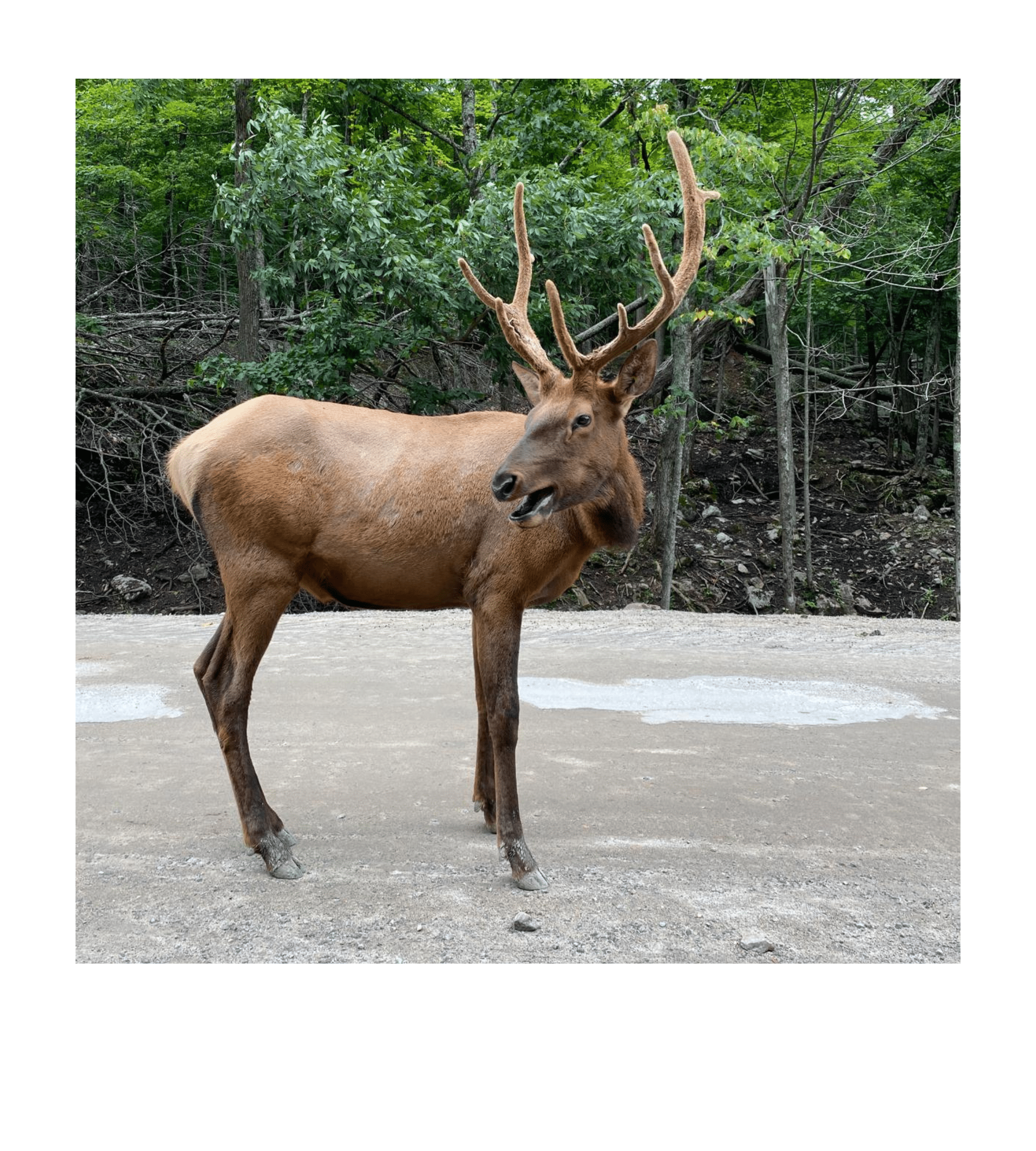 Cerf - voyage au Canada : Québec, Ontario