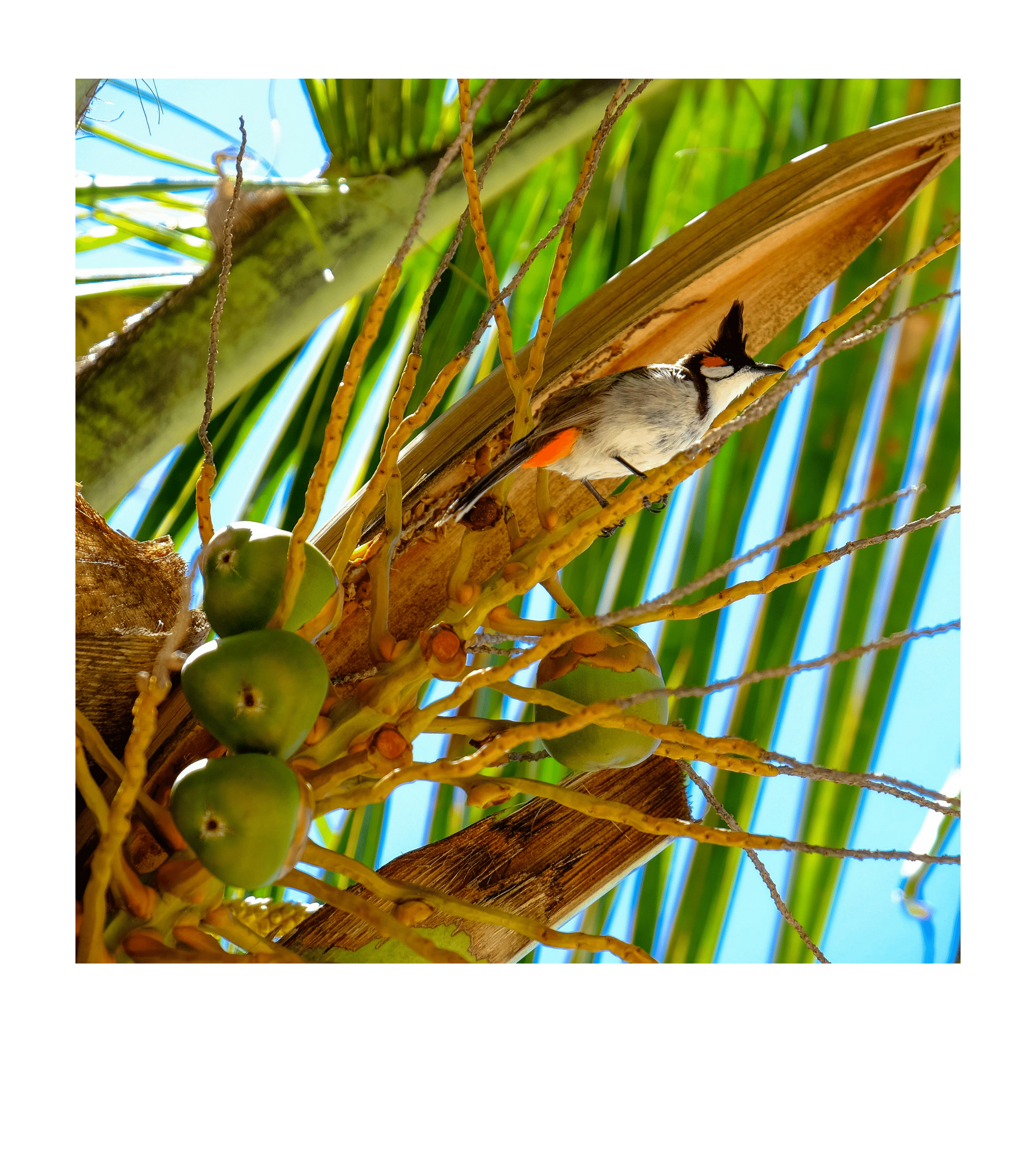 Oiseau dans un palmier - Ile Maurice