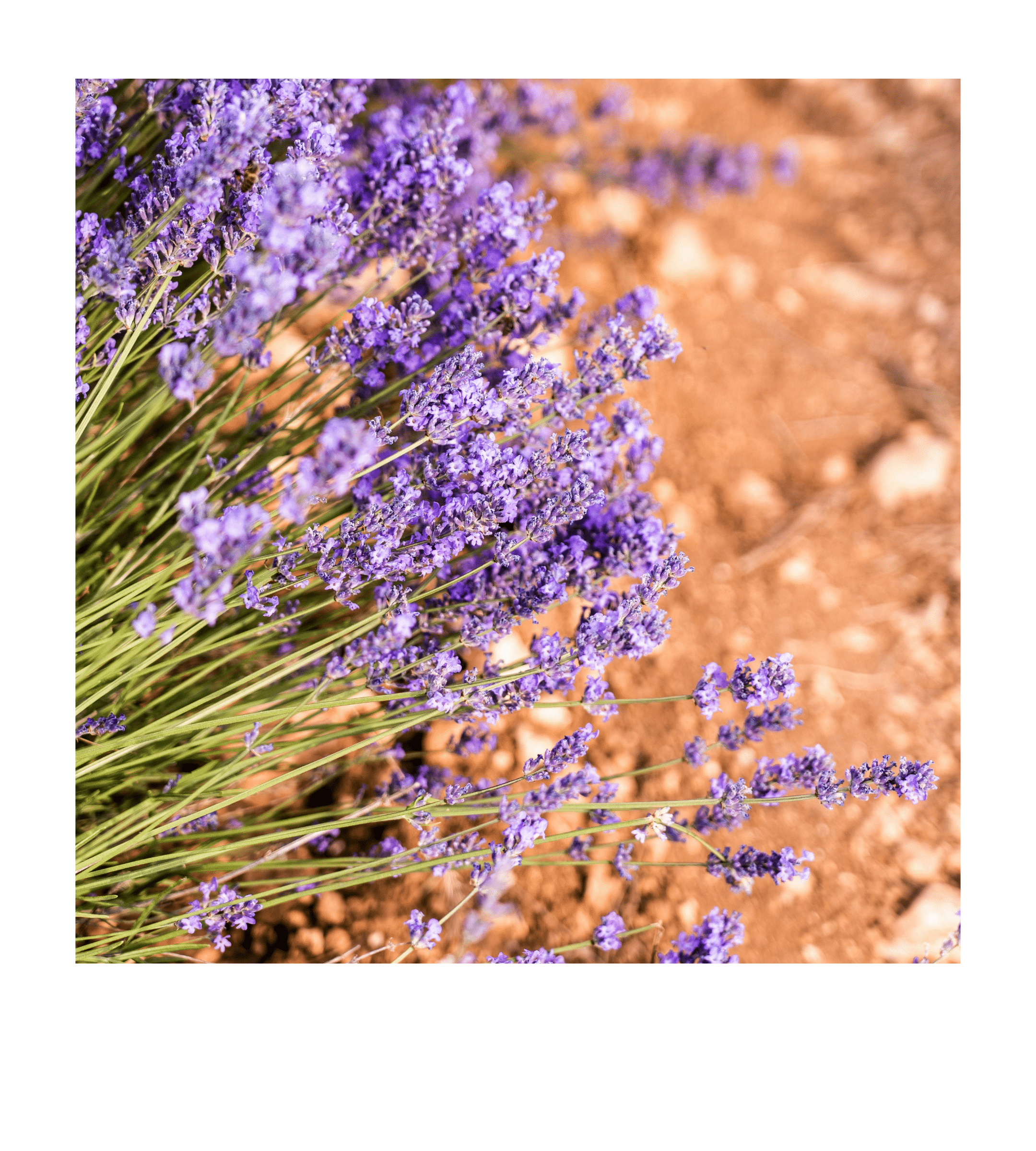 Lavandes en fleurs dans le Lubéron