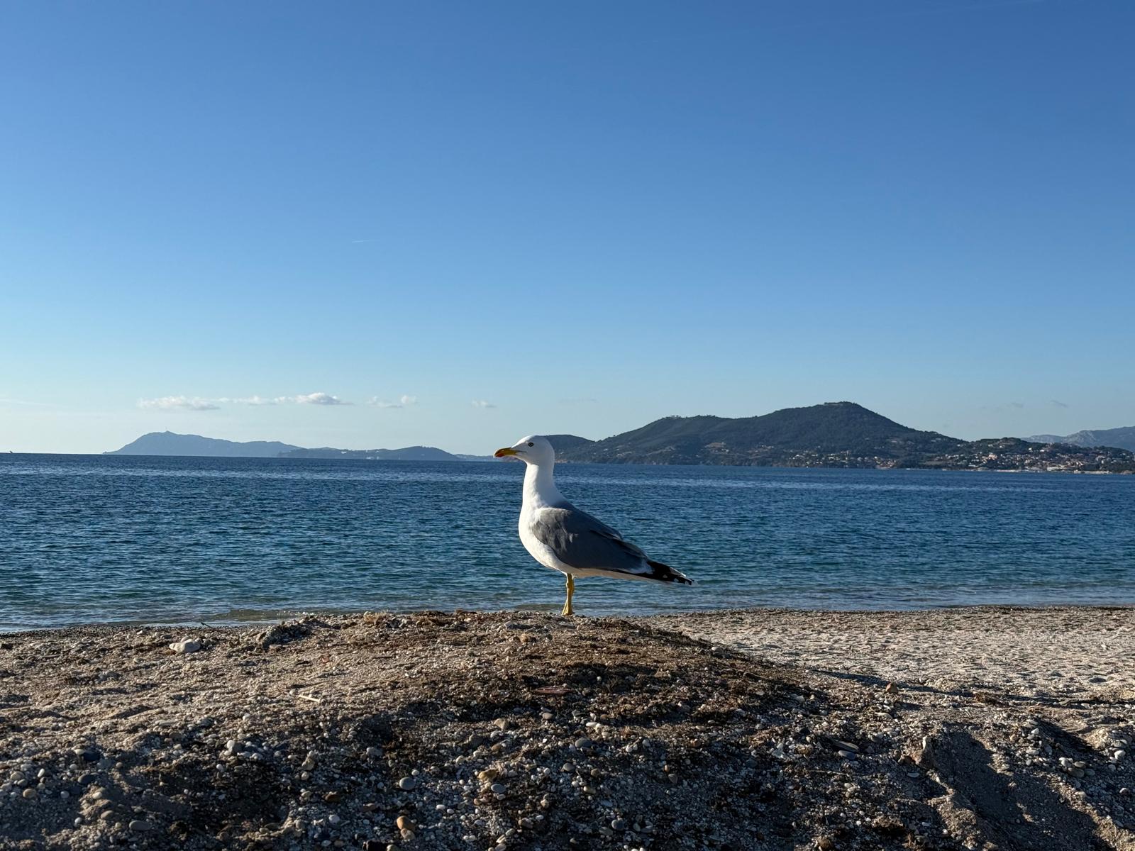 Une mouette sur la Presqu'île de Giens dans le Var